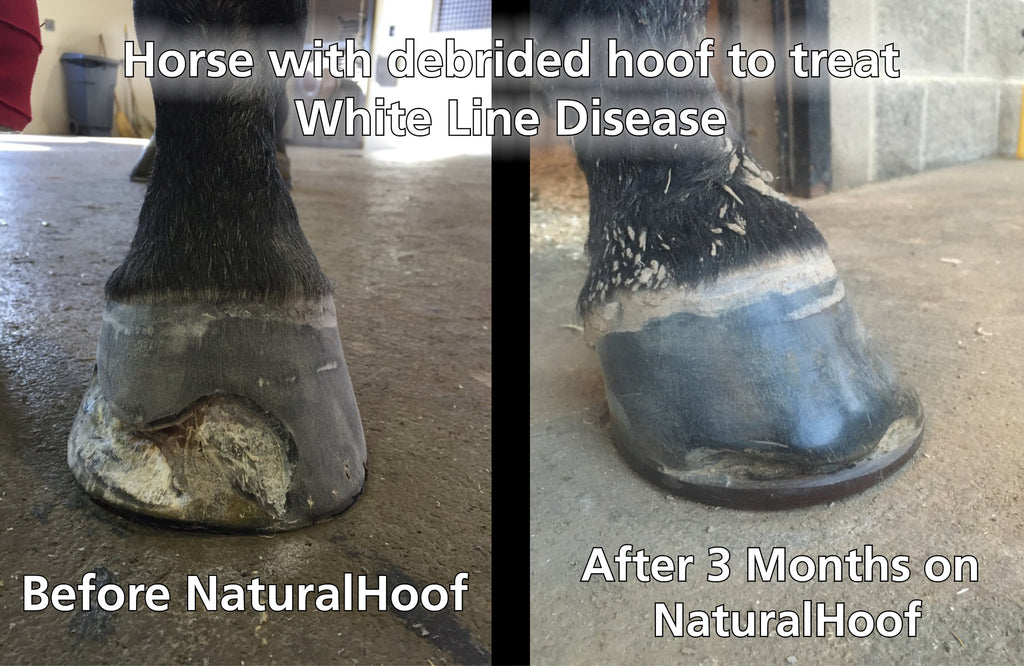 Amazing Before/ After Pictures from Horse on NaturalHoof